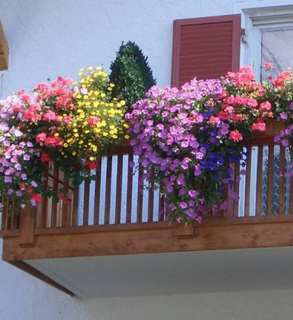 Сад на балконе.jpg