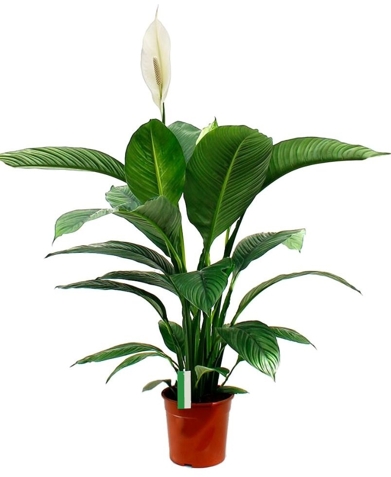 Живые растения