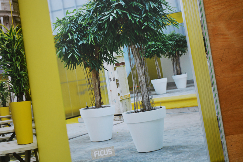 xl-plants-023.jpg xl-plants-023.jpg