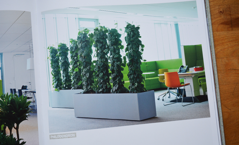 xl-plants-017.jpg xl-plants-017.jpg