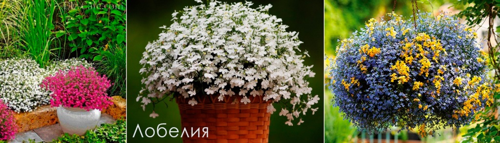 Лобелия-2.jpg Лобелия-2.jpg