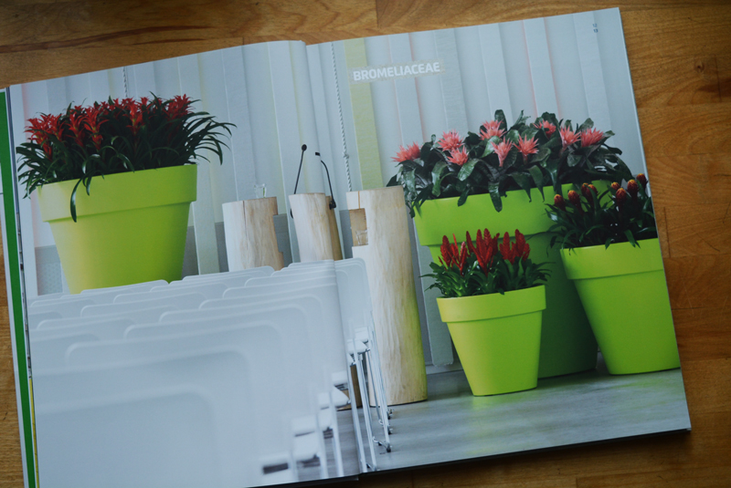 xl-plants-06.jpg xl-plants-06.jpg
