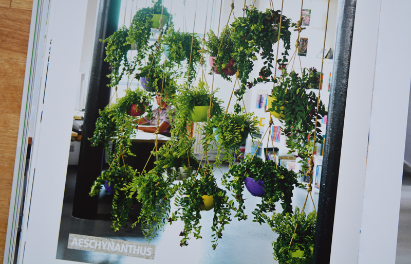 xl-plants-019.jpg xl-plants-019.jpg