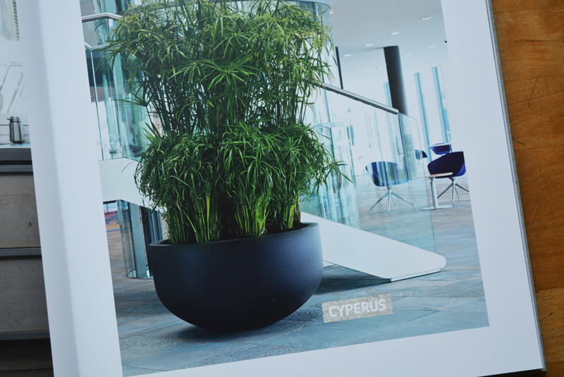 xl-plants-010.jpg xl-plants-010.jpg