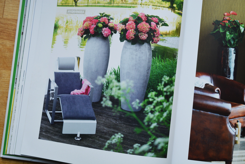 xl-plants-011.jpg xl-plants-011.jpg