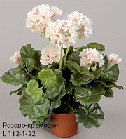 Пеларгония