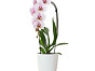 Кашпо FIJI Orchid Вьетнам, материал композитный, доп. фото 1