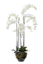 Орхидея Фаленопсис белая с мхом, корнями, землей большая , материал 