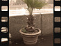 Кашпо LEMON Dominican Garden Доминикана, материал 3D пластик, доп. фото 3