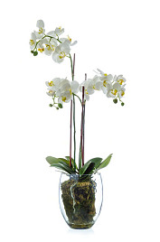 Орхидея Фаленопсис белая с мхом, корнями, землей , материал файбергласс