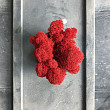 Стабилизированный мох Red