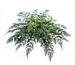 Папоротник Athyrium