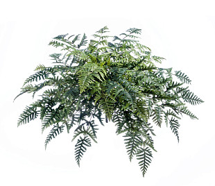 Папоротник Athyrium , материал 