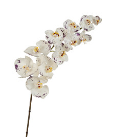 Орхидея Фаленопсис superrealtouch цвет белый с фиолетовыми крапинами , материал 