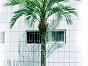 Гигантская финиковая пальма , материал , доп. фото 1
