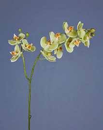 Орхидея Фаленопсис светлый лайм ветвь двойная , материал 