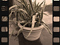 Кашпо LEMON Dominican Garden Доминикана, материал 3D пластик, доп. фото 1