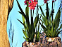 Кашпо для орхидей MUSCHEL Fleur Ami Германия, материал файбергласс, доп. фото 2