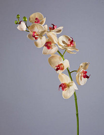 Орхидея Фаленопсис мидл бледно-золотистая с бордо , материал 