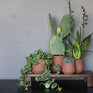 Новые коллекции Pottery Pots