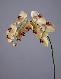 Орхидея Фаленопсис бледно-золотистая с бордо , материал 